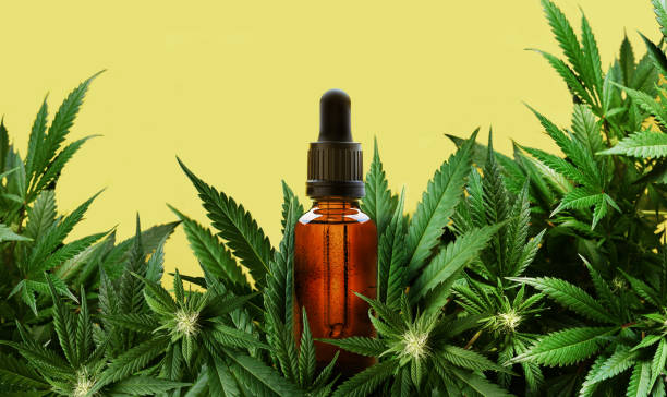 Beyond the Green Box: A Connoisseur’s Guide to Legal Sourcing Along the NY-Westchester Border Cannabis Delivery in Pelham Parkway